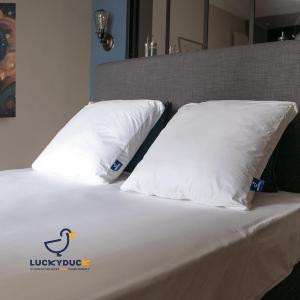 Oreiller Monoduo 60 x 60 cm 